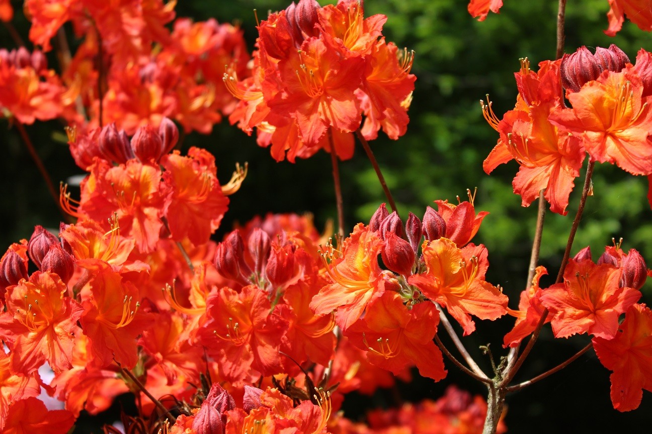 Laubabwerfende Hotspur Red - Azalea Mollis Knap-hill Hotspur Red