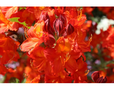 Chinese Azalea Hotspur Red