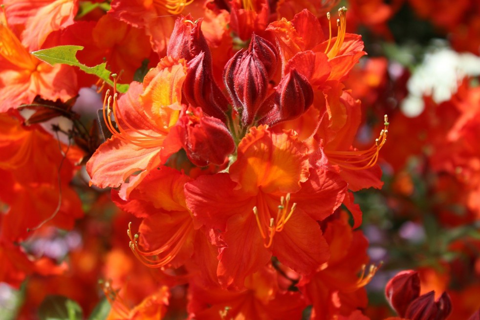Chinese Azalea Hotspur Red