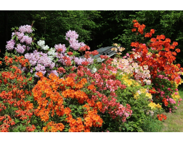 Chinese Azalea Hotspur Red