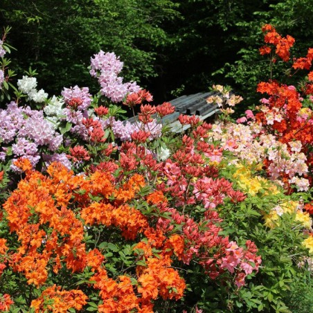 Chinese Azalea Hotspur Red