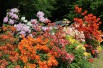 Chinese Azalea Hotspur Red