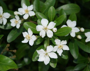 Mexican orange blossom