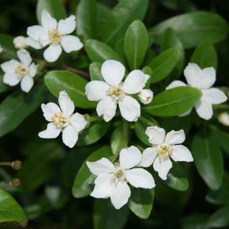 Mexican orange blossom