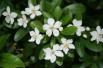 Mexican orange blossom
