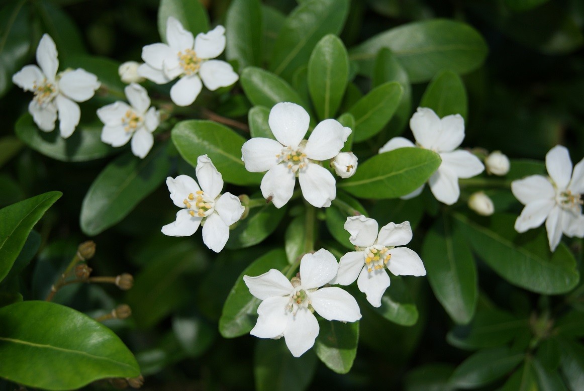 Mexican orange blossom