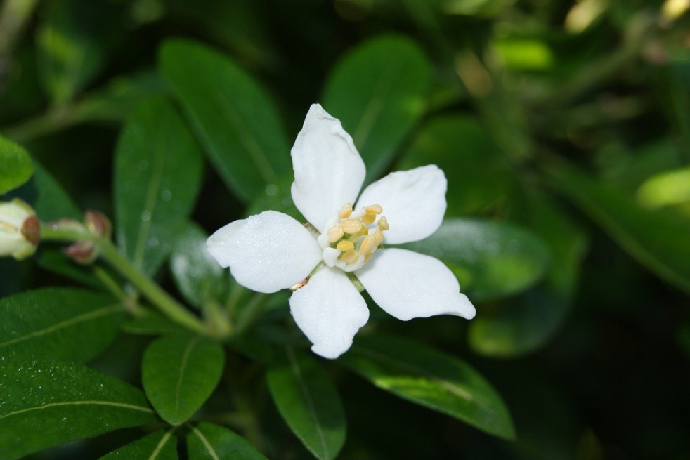 Mexican orange blossom
