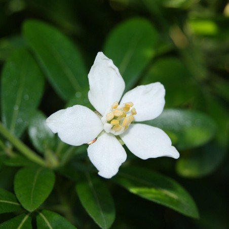 Mexican orange blossom