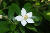 Mexican orange blossom
