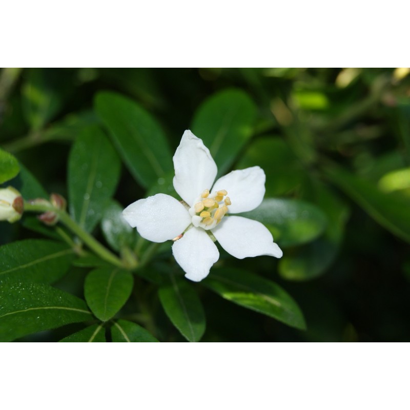 Mexican orange blossom Choisya Ternata