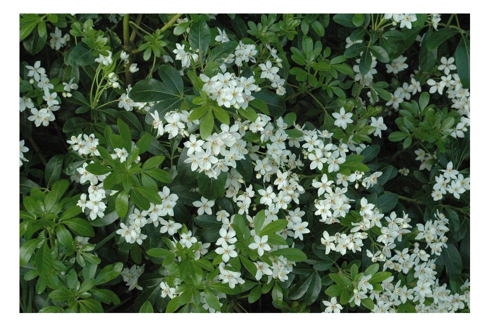 Mexican orange blossom