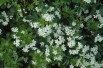 Mexican orange blossom
