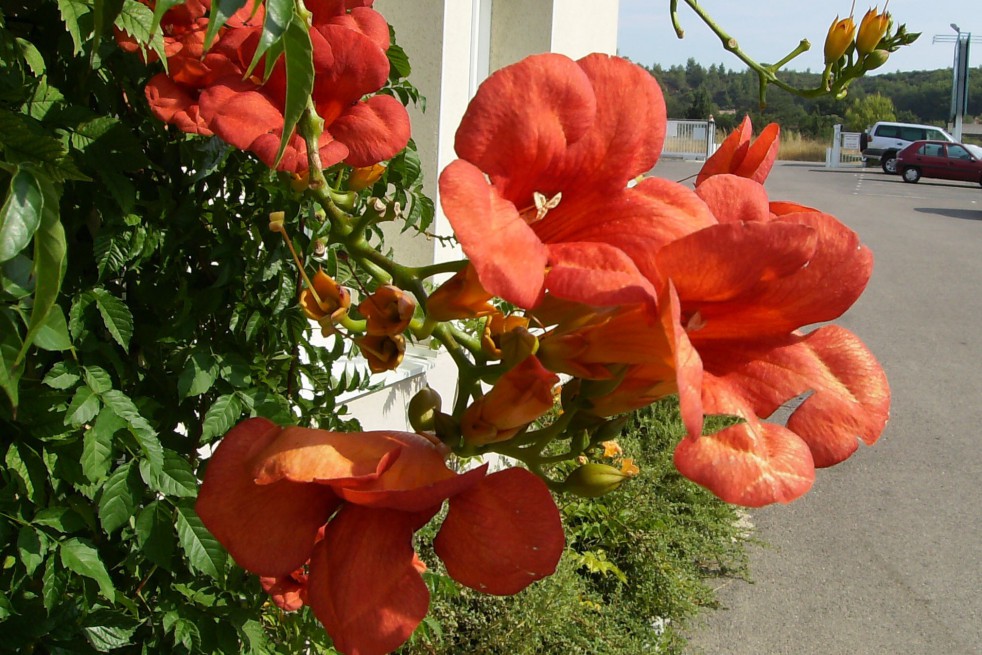 Trumpet vine