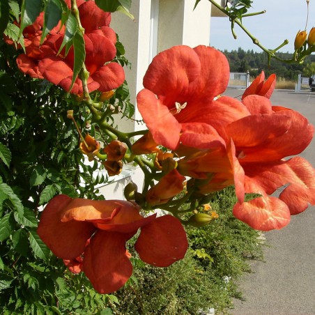 Trumpet vine