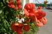 Trumpet vine