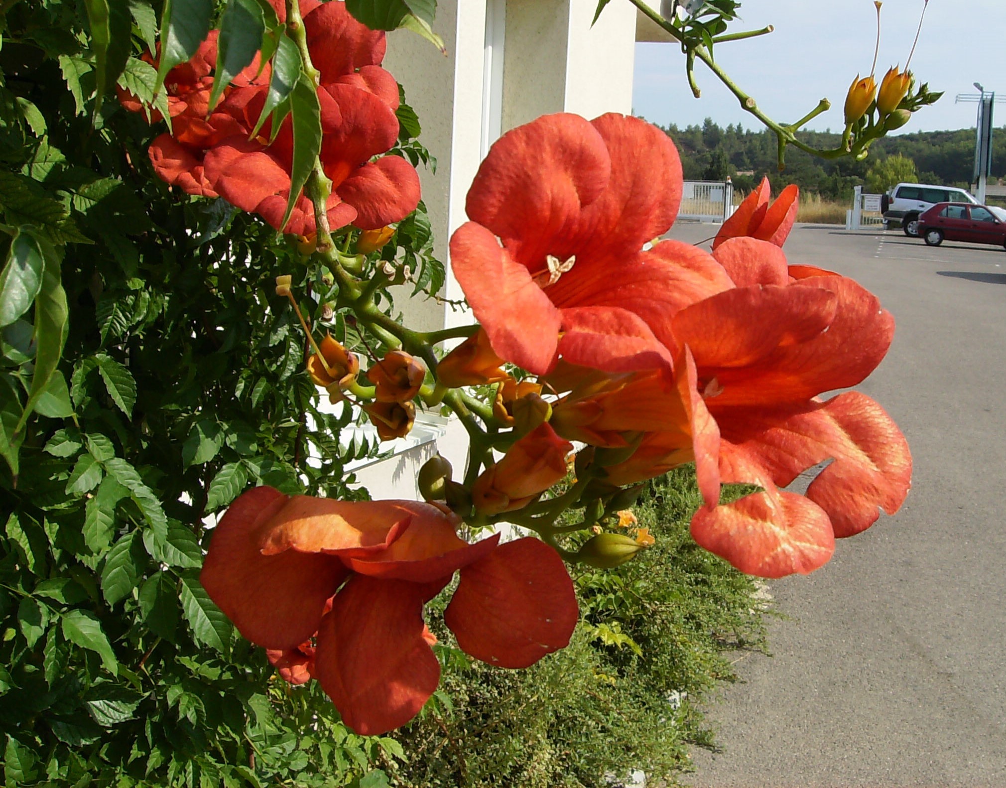 Trompette de virginie - Jasmin de Virginie - Campsis Radicans