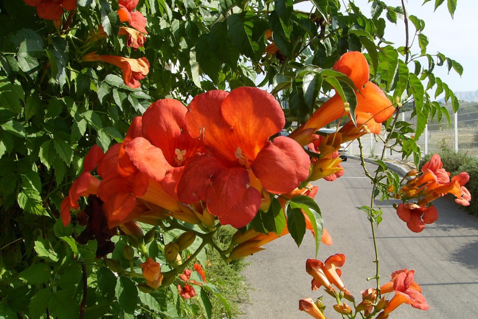 Trumpet vine