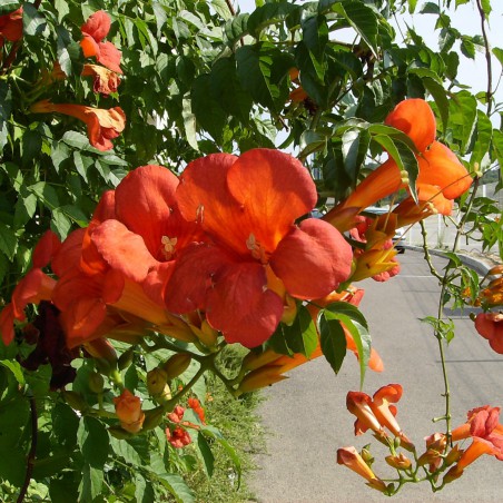 Trumpet vine