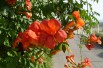 Trumpet vine