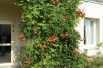 Trumpet vine