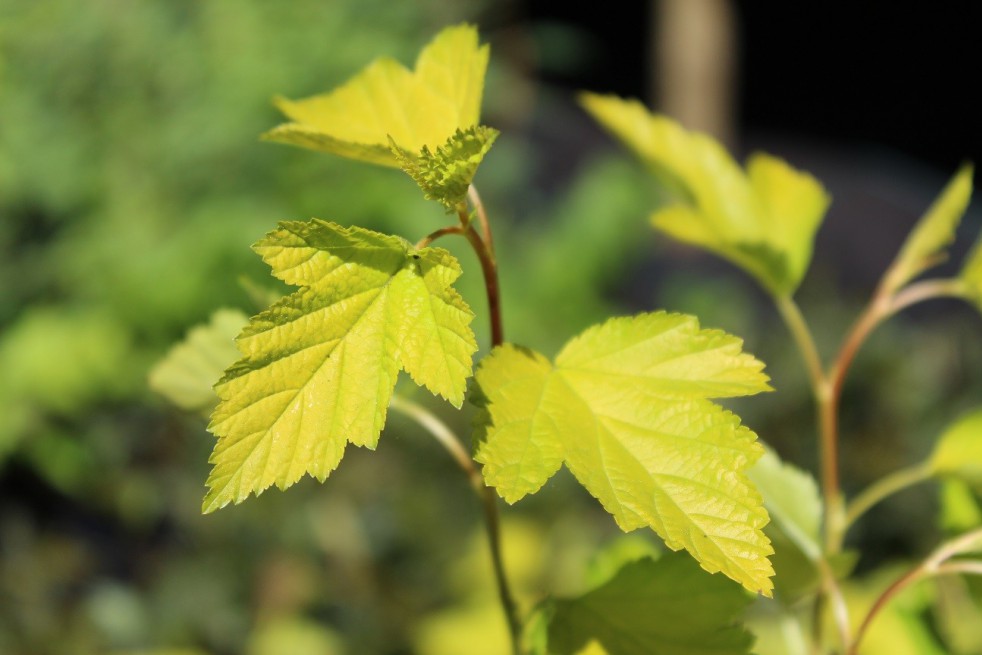Physocarpe à feuilles d'Obier Physocarpe à feuilles d'Obier