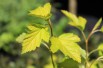 Physocarpe à feuilles d'Obier Physocarpe à feuilles d'Obier