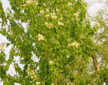 vente arbres en ligne vente arbres en ligne