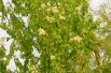Cerisier de Mandchourie (Wouter Hagens / Public domain)