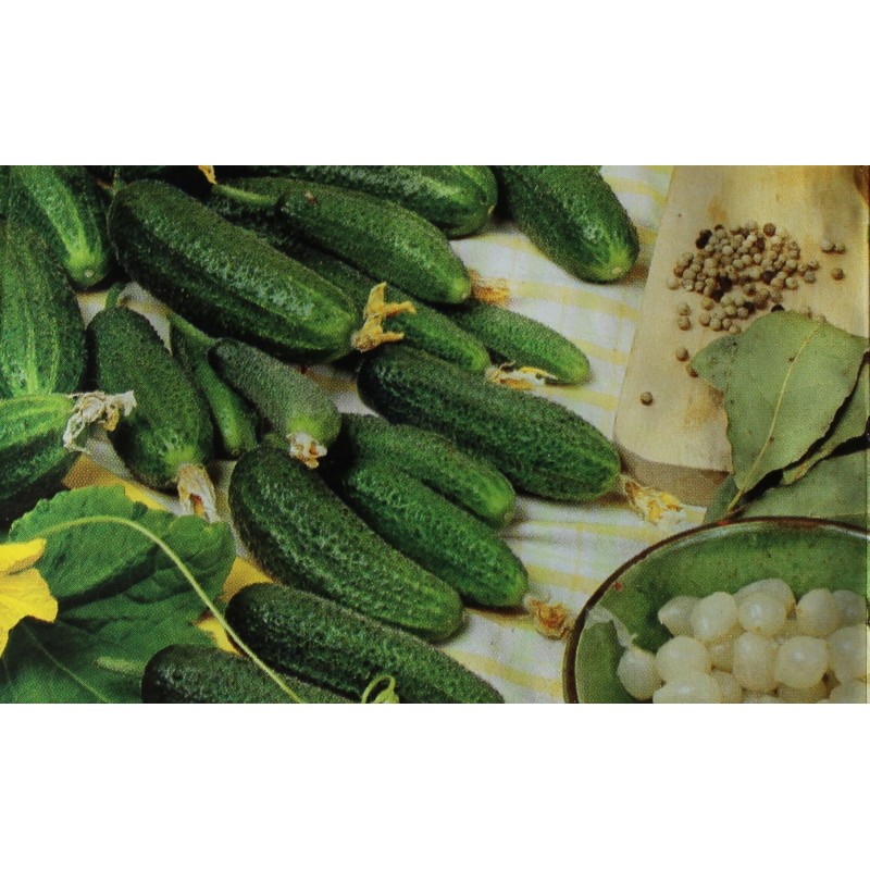 Cornichon vert petit de Paris Cucumis sativus