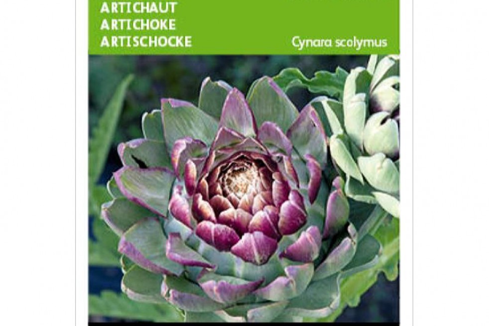 Purple artichoke