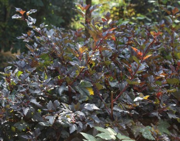 Physocarpe à feuilles d'Obier Red Baron- Jardins du Monde.be