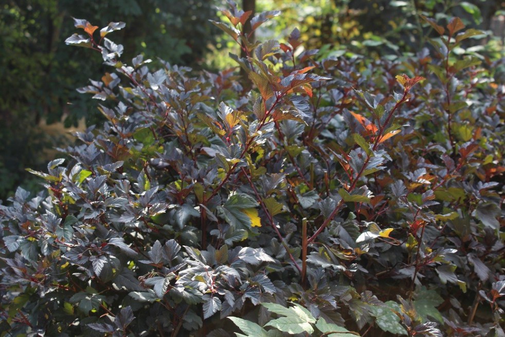 Illusion Ren og skær afvisning Physocarpus Opulifolius Red Baron