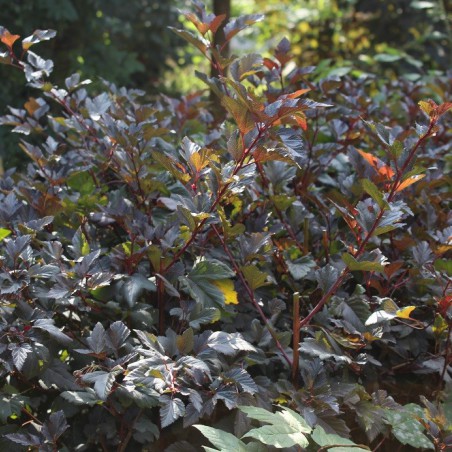 Physocarpe à feuilles d'Obier Red Baron- Jardins du Monde.be