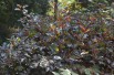 Physocarpe à feuilles d'Obier Red Baron- Jardins du Monde.be