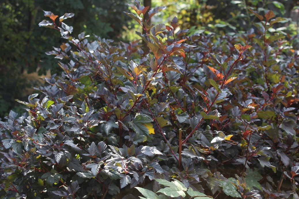 Physocarpe à feuilles d'Obier Red Baron