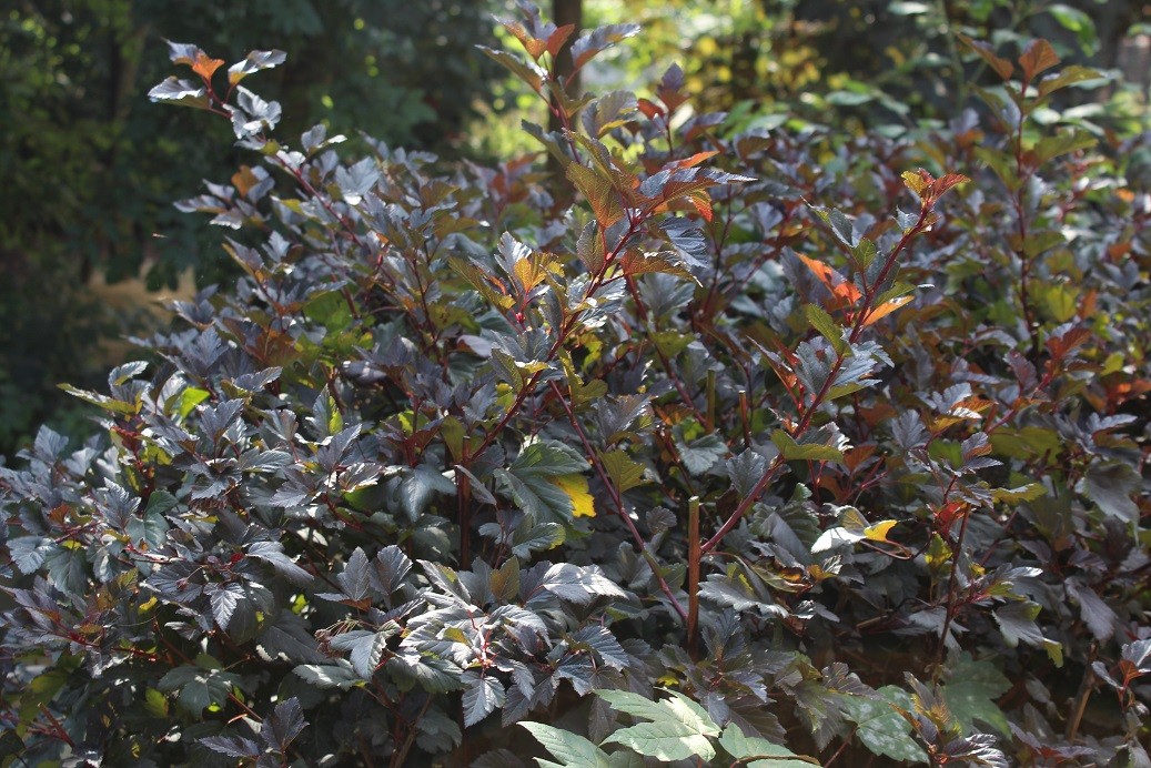 Sneeuwbalspirea Red Baron