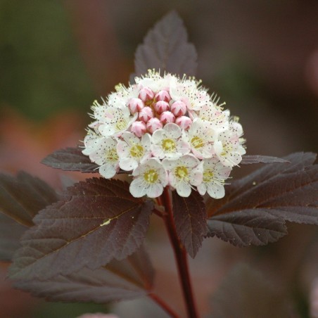 Physocarpe à feuilles d'Obier Red Baron- Jardins du Monde.be
