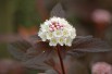 Physocarpe à feuilles d'Obier Red Baron- Jardins du Monde.be