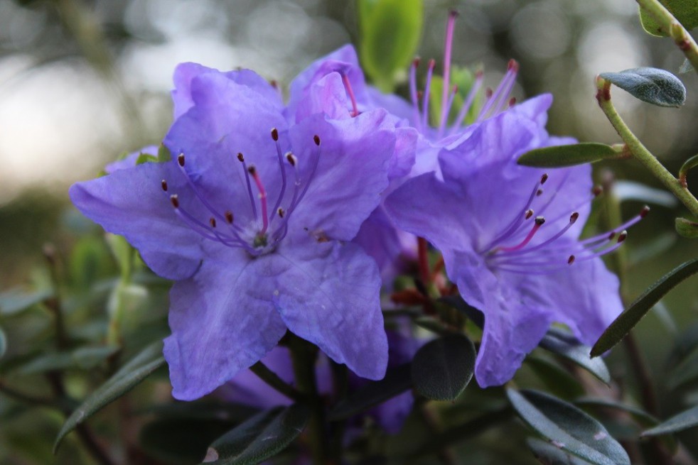 Blue dwarf Rhododendron
