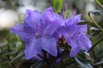 Blue dwarf Rhododendron