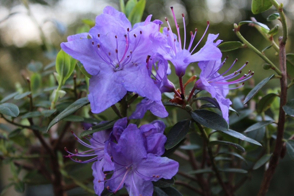 Rhododendron nain bleu