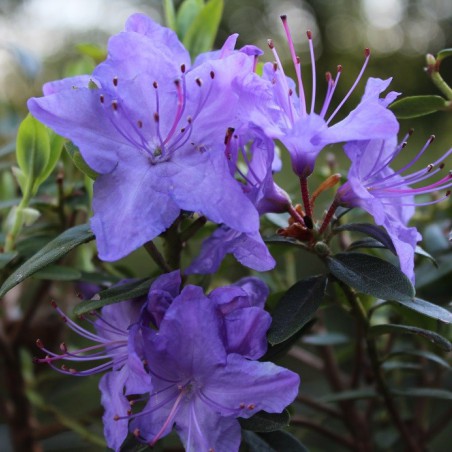 Blue dwarf Rhododendron