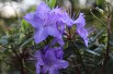 Blue dwarf Rhododendron