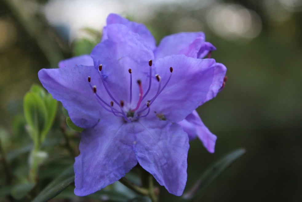 Blauwe dwerg Rhododendron