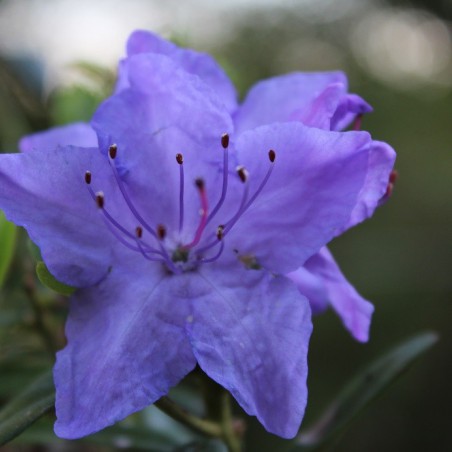 Blauwe dwerg Rhododendron