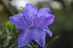 Blue dwarf Rhododendron