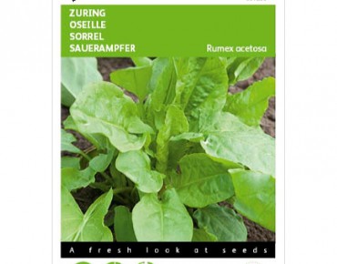 Sauerampfer großblättrig