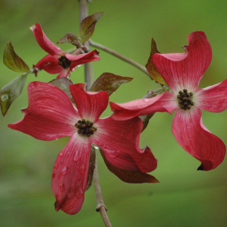 Cornouiller à fleurs rouge
