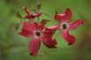 Cornouiller à fleurs rouge