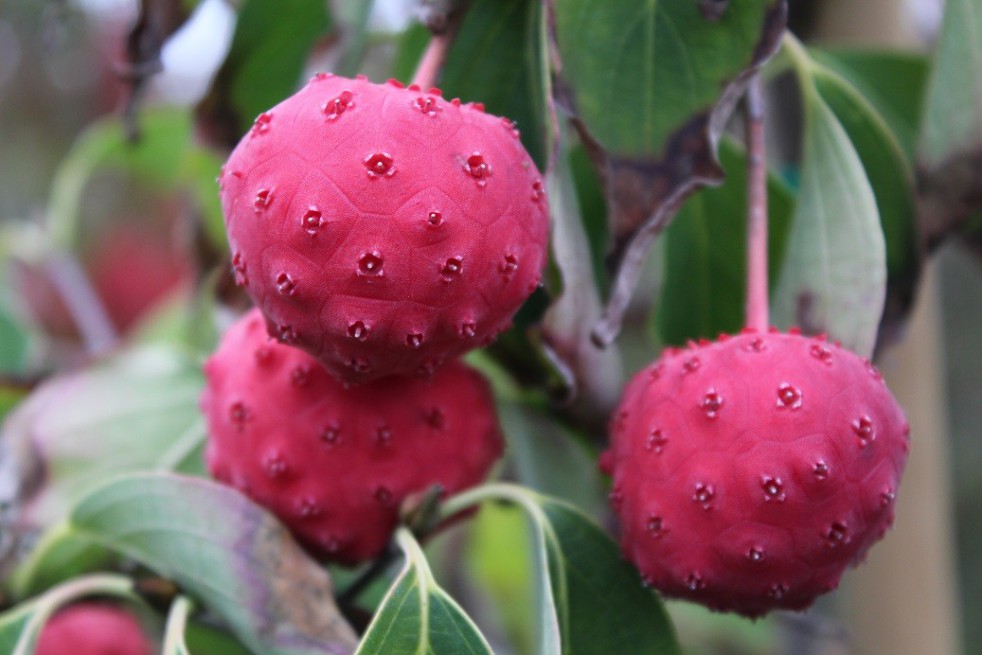 Cornouiller du Japon à gros fruits